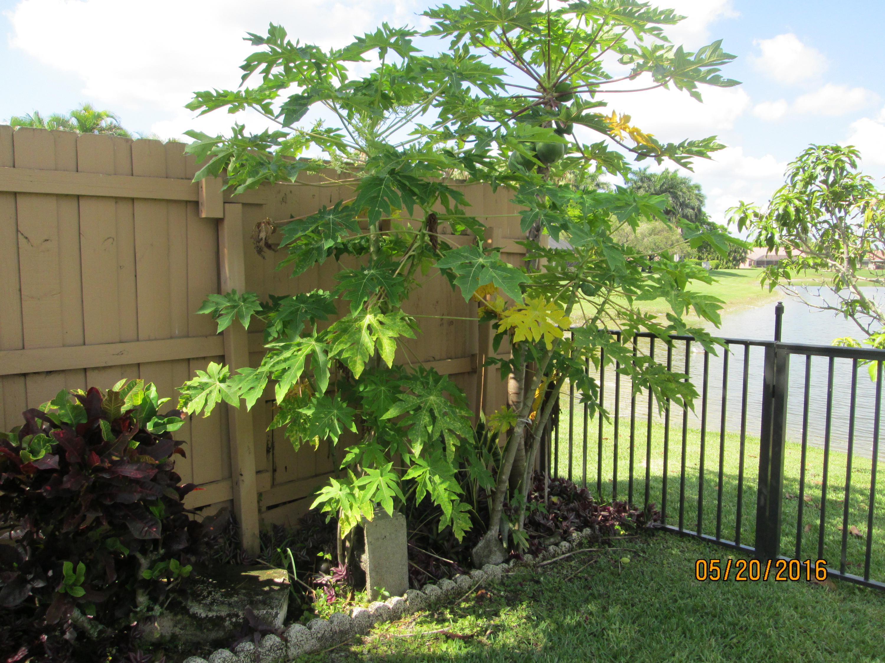 20681 Bay Brooke Court Boca Raton, FL 33498 - Photo 5 of 16 FRUIT TREE