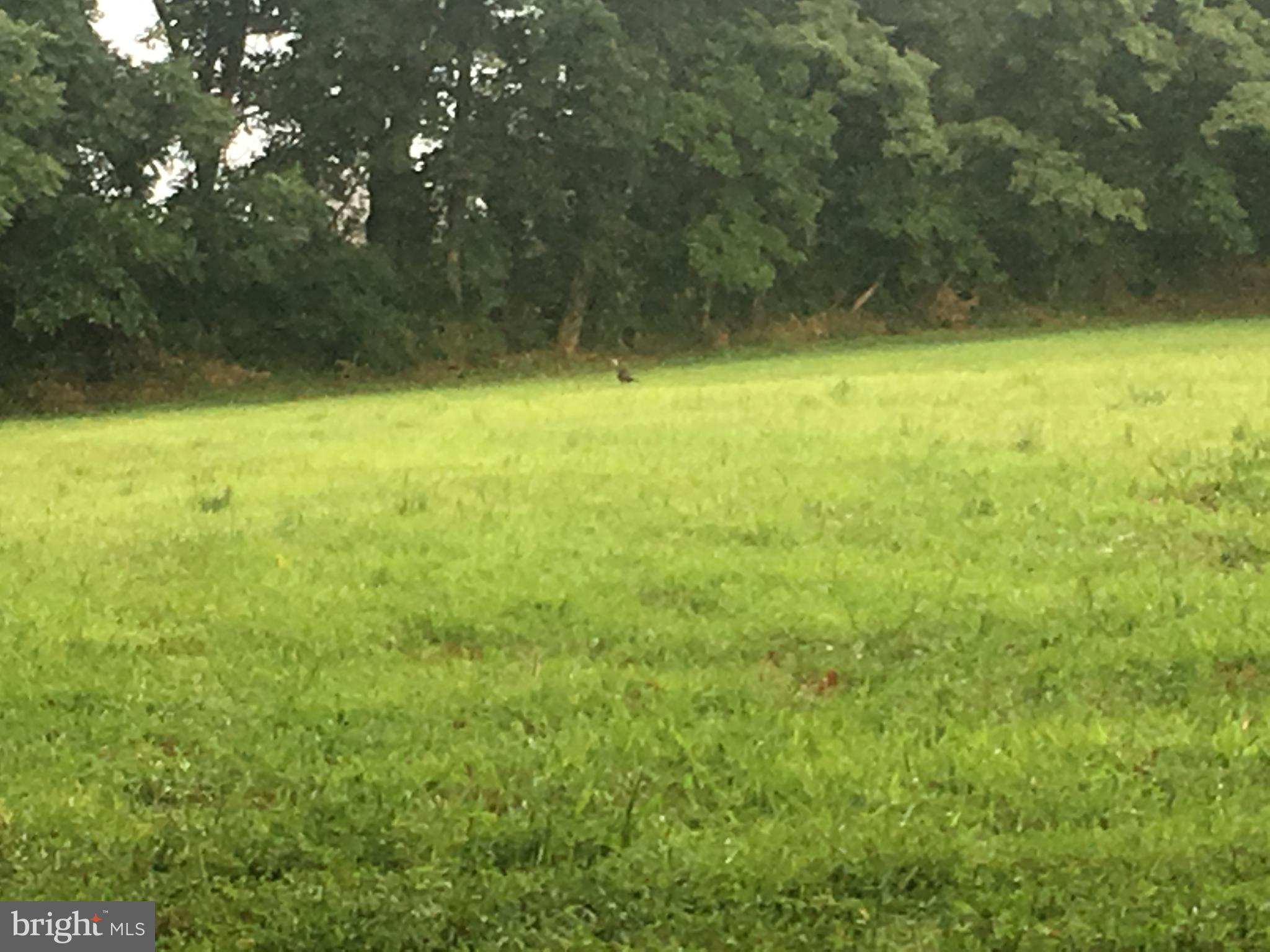 595 West Church Road Ephrata, PA 17522 - Photo 2 of 15 Rear Field with Wild Turkey