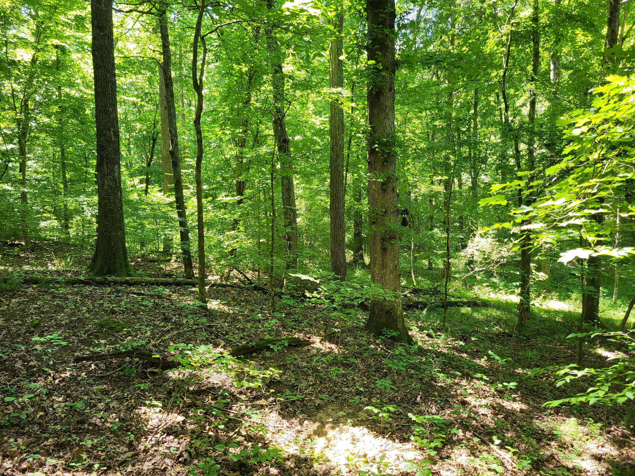 a view of a lush green forest