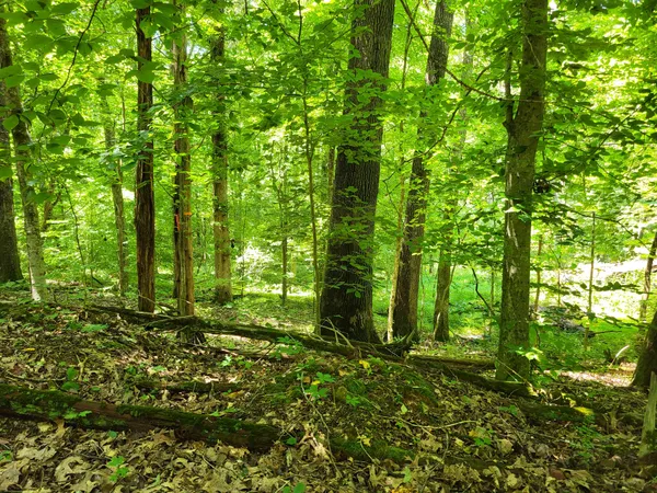 a view of outdoor space and trees all around