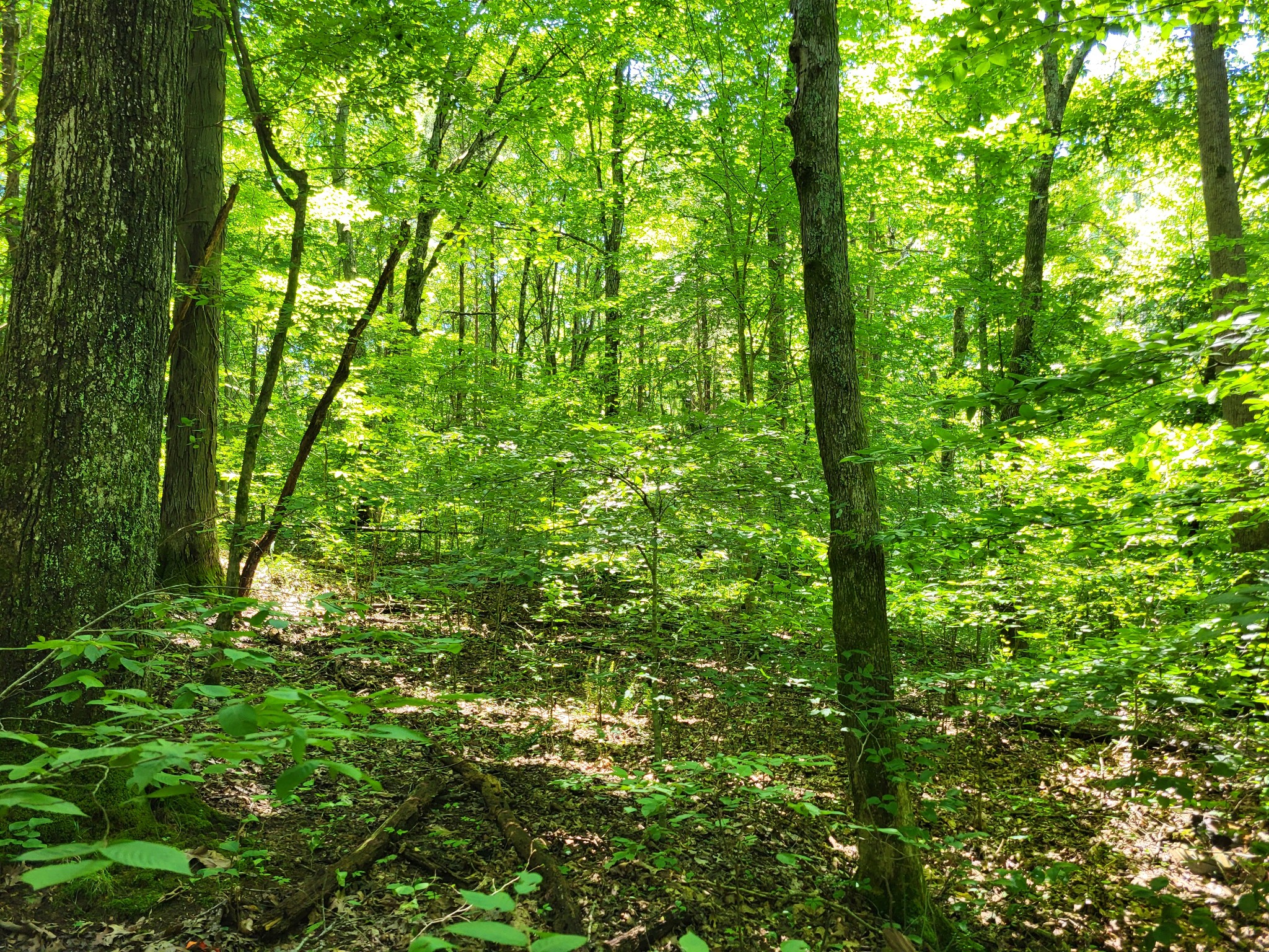 1 Indian Creek Road Dover, TN 37058 - Photo 2 of 9 a view of a lush green forest