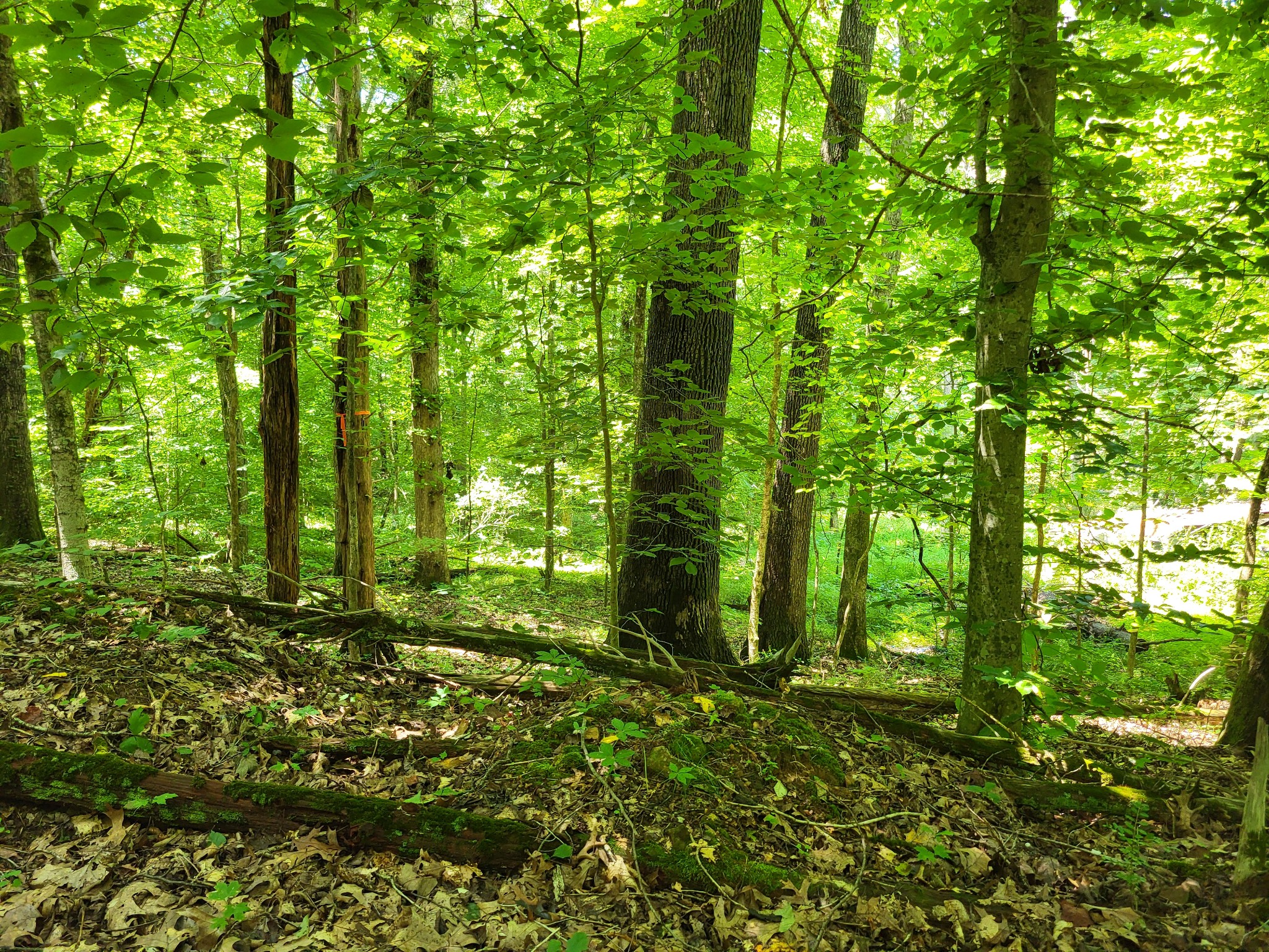 1 Indian Creek Road Dover, TN 37058 - Photo 3 of 9 a view of outdoor space and trees all around