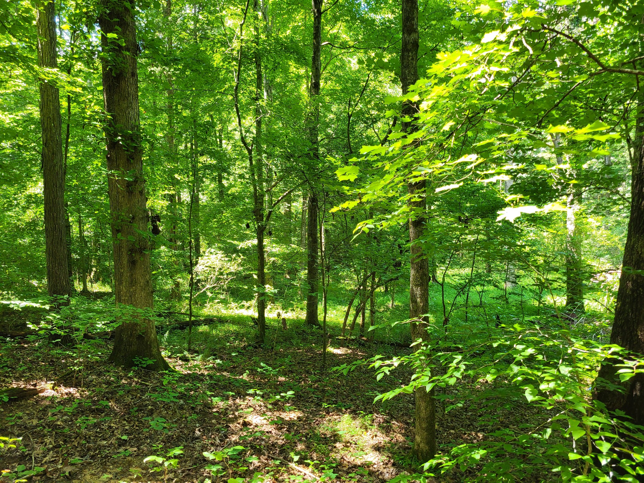 1 Indian Creek Road Dover, TN 37058 - Photo 4 of 9 a backyard of a house with lots of green space