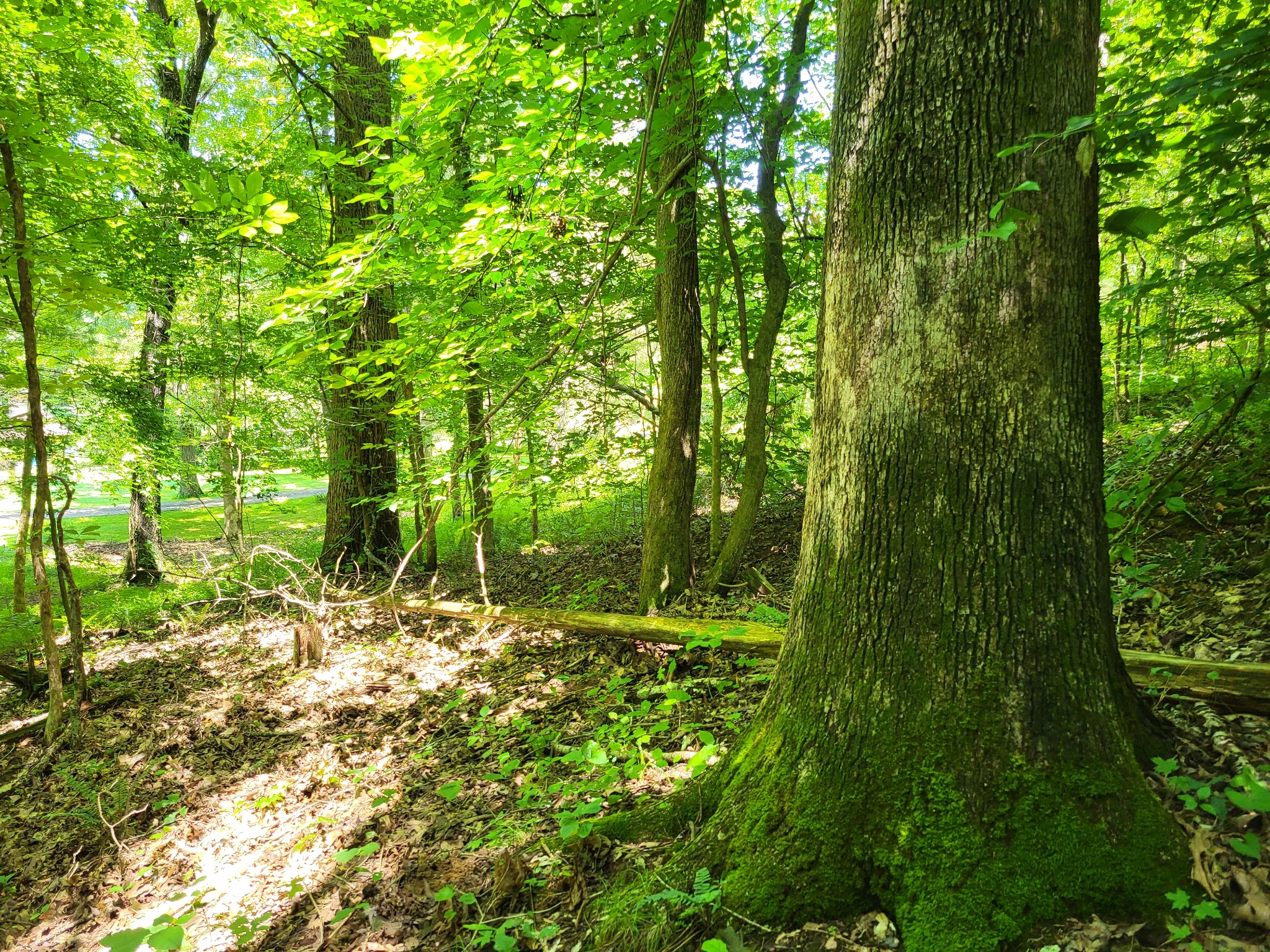 1 Indian Creek Road Dover, TN 37058 - Photo 5 of 9 a backyard of a house with lots of green space