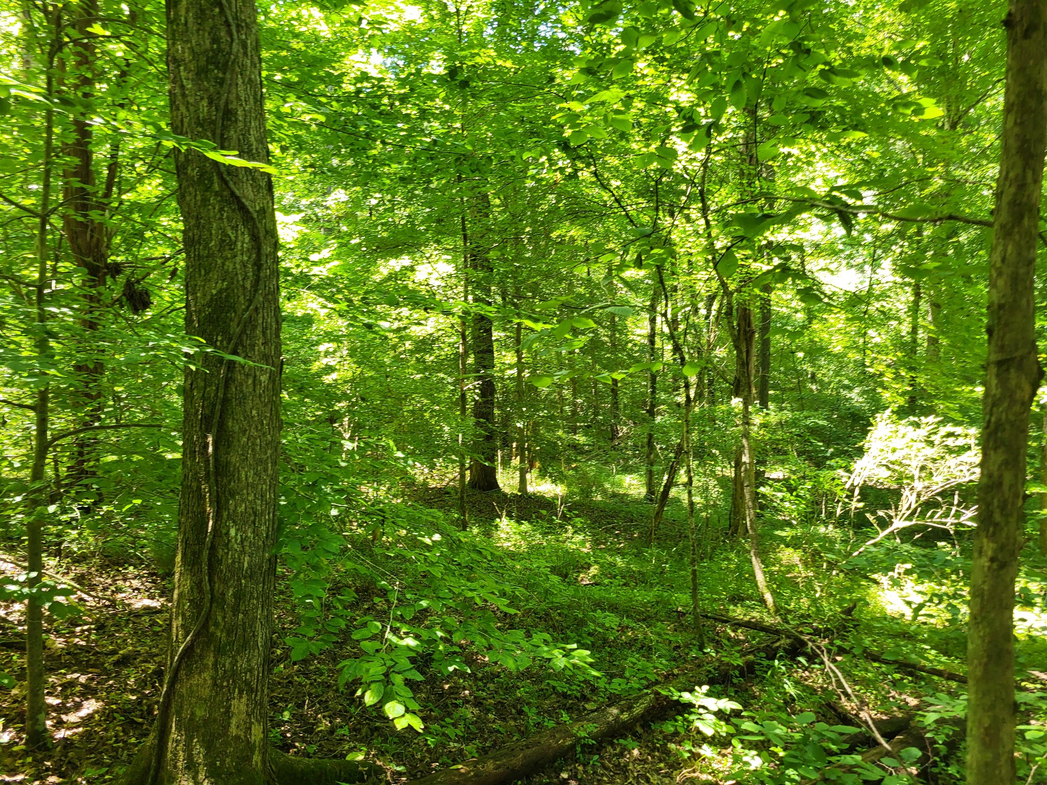 1 Indian Creek Road Dover, TN 37058 - Photo 6 of 9 a view of a lush green forest