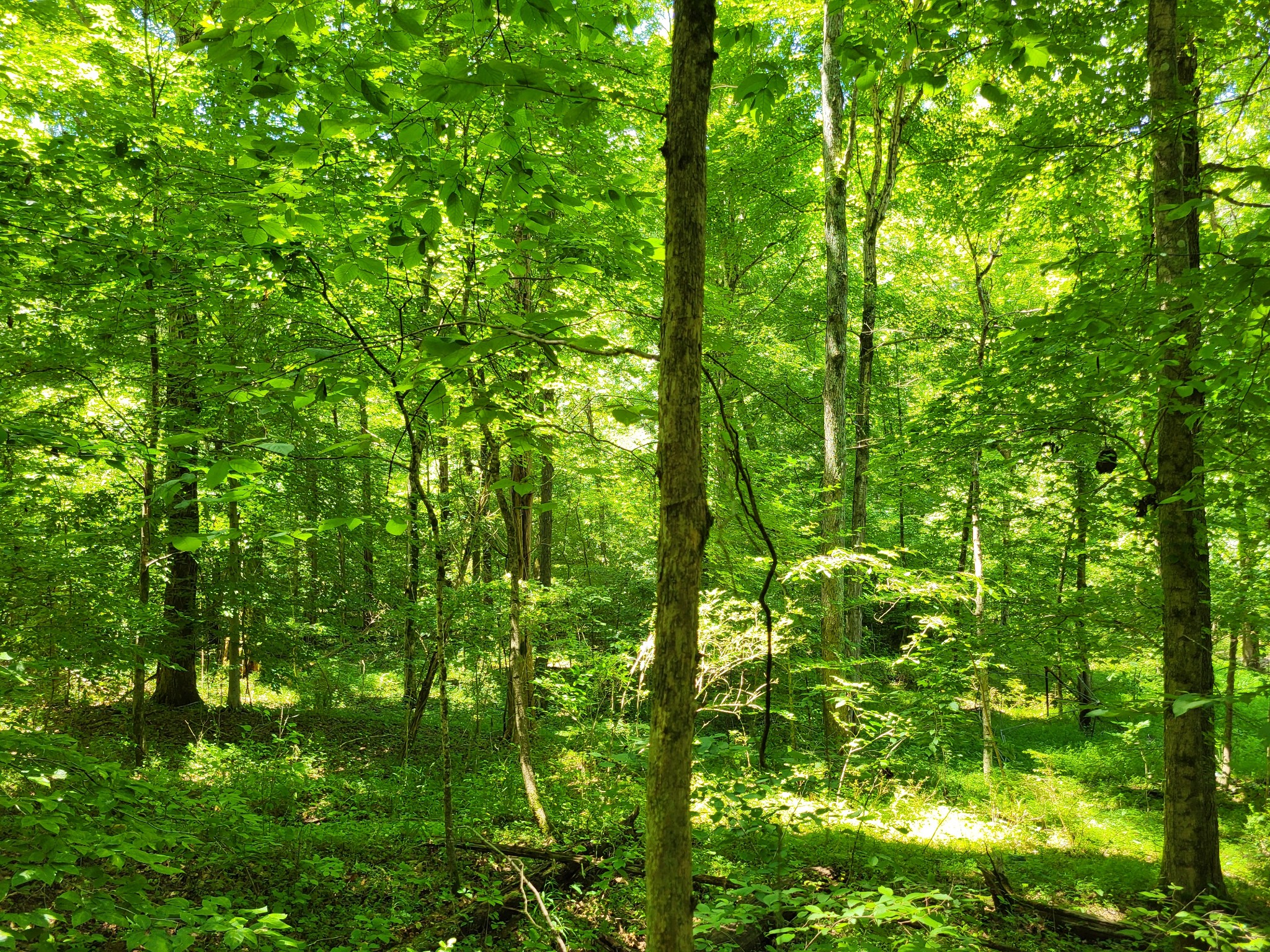 1 Indian Creek Road Dover, TN 37058 - Photo 7 of 9 a view of a lush green forest