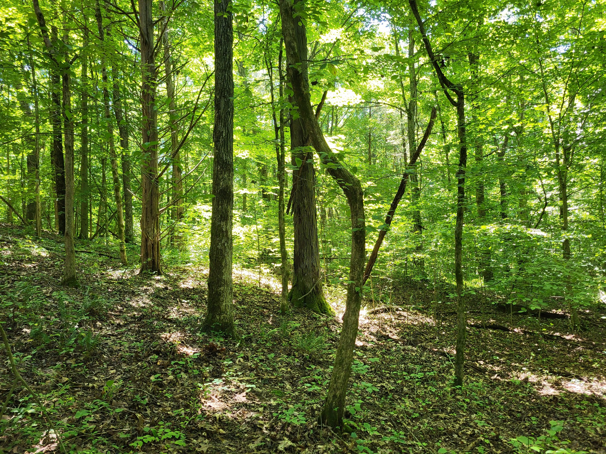 1 Indian Creek Road Dover, TN 37058 - Photo 8 of 9 a view of forest