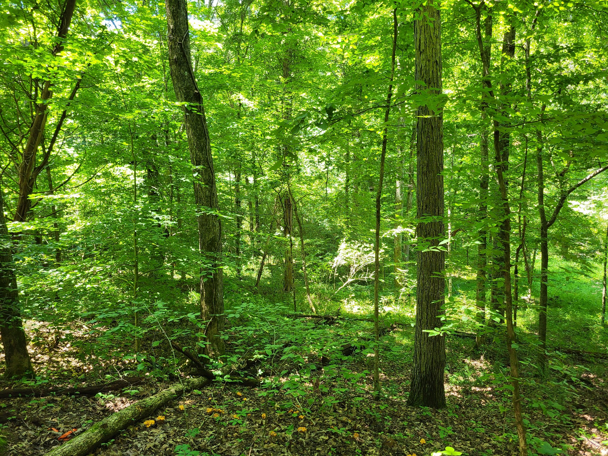 1 Indian Creek Road Dover, TN 37058 - Photo 9 of 9 a view of a lush green forest