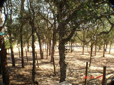 32133 George Smith Road Squaw Valley, CA 93675 - Photo 13 of 13 pasture