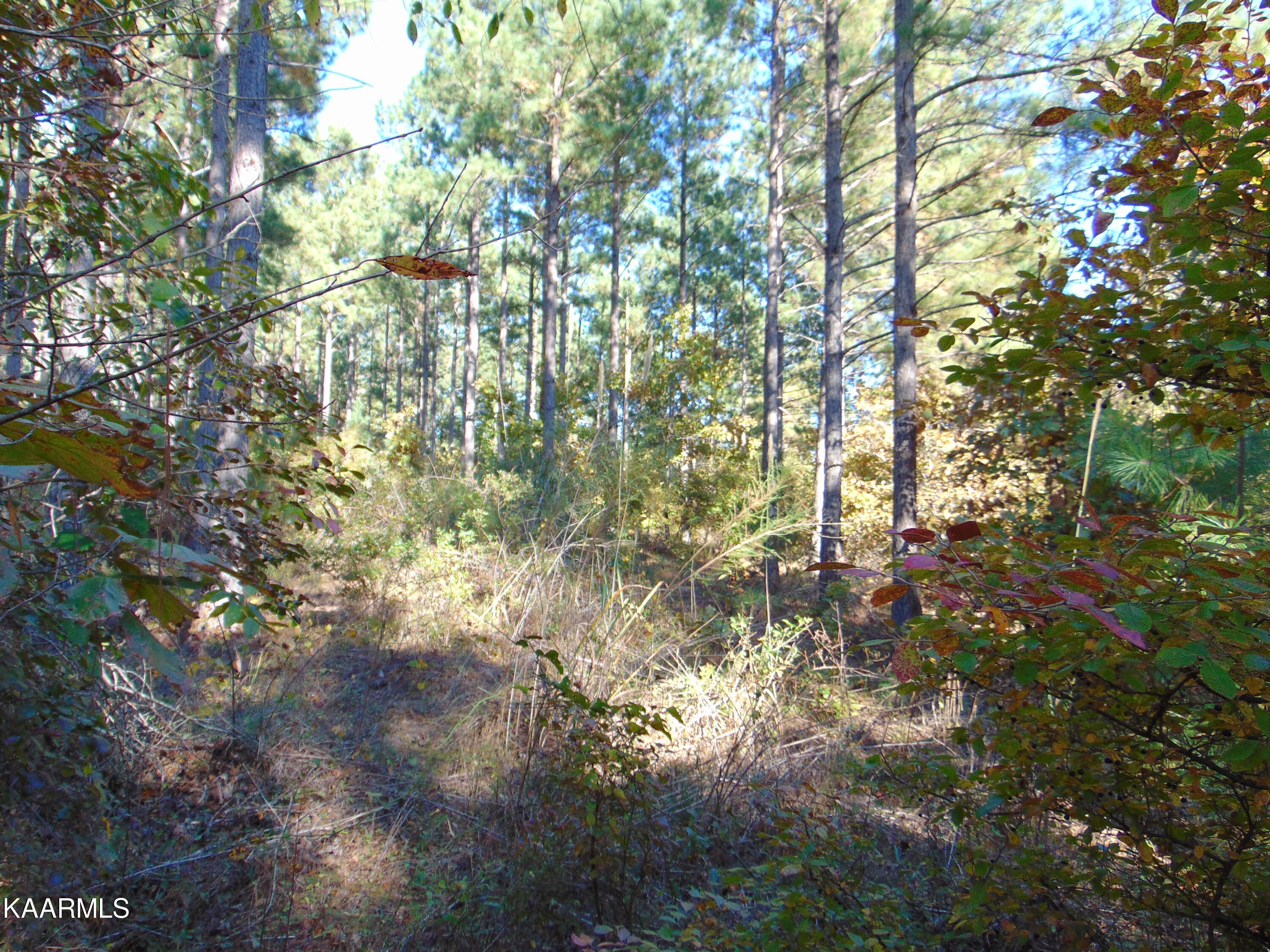 Tract 2-e-3 Tract 2-e-3 Charles Road Decatur, TN 37322 - Photo 13 of 14 DSC01664