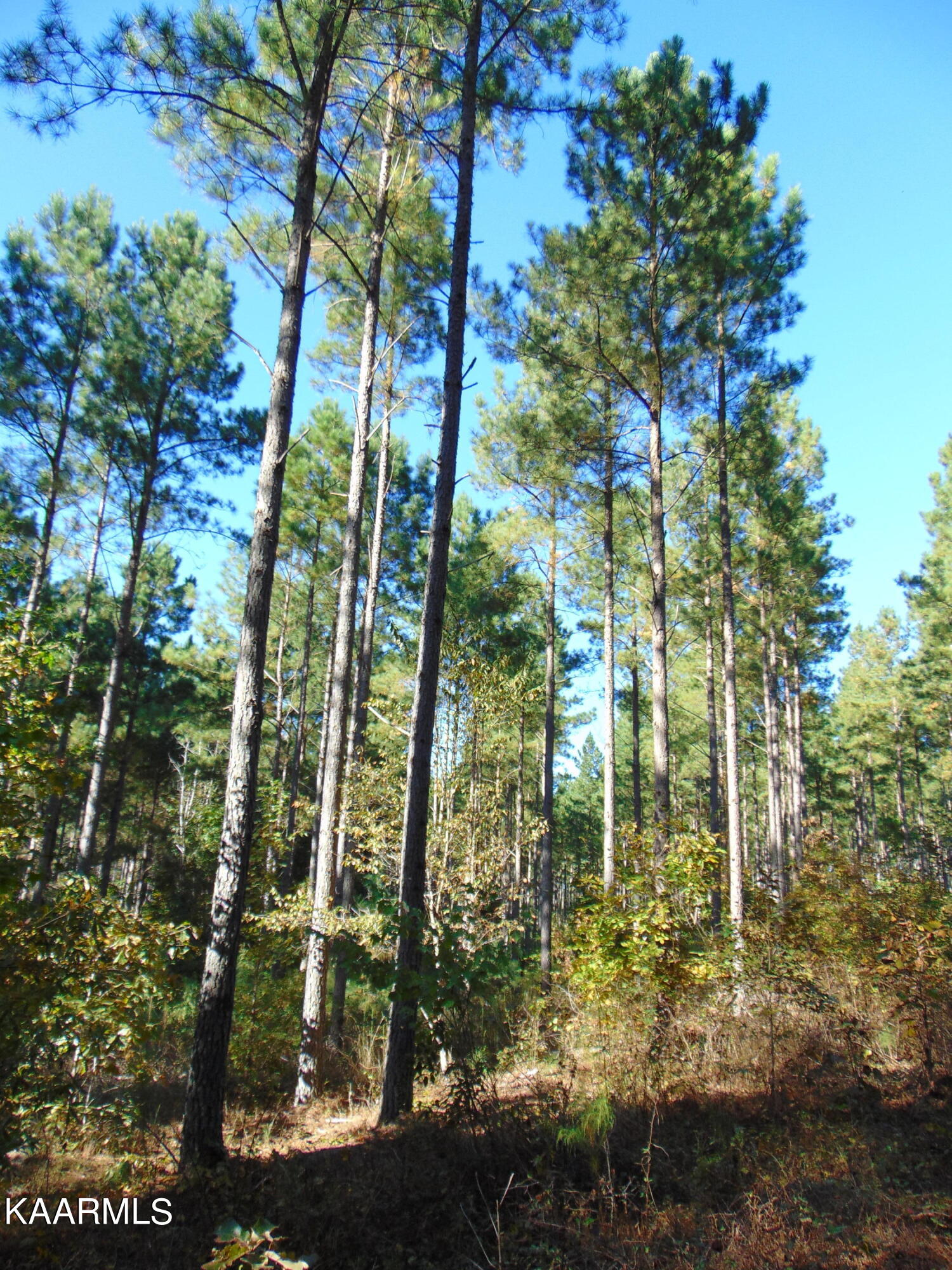 Tract 2-e-3 Tract 2-e-3 Charles Road Decatur, TN 37322 - Photo 6 of 14 DSC01657