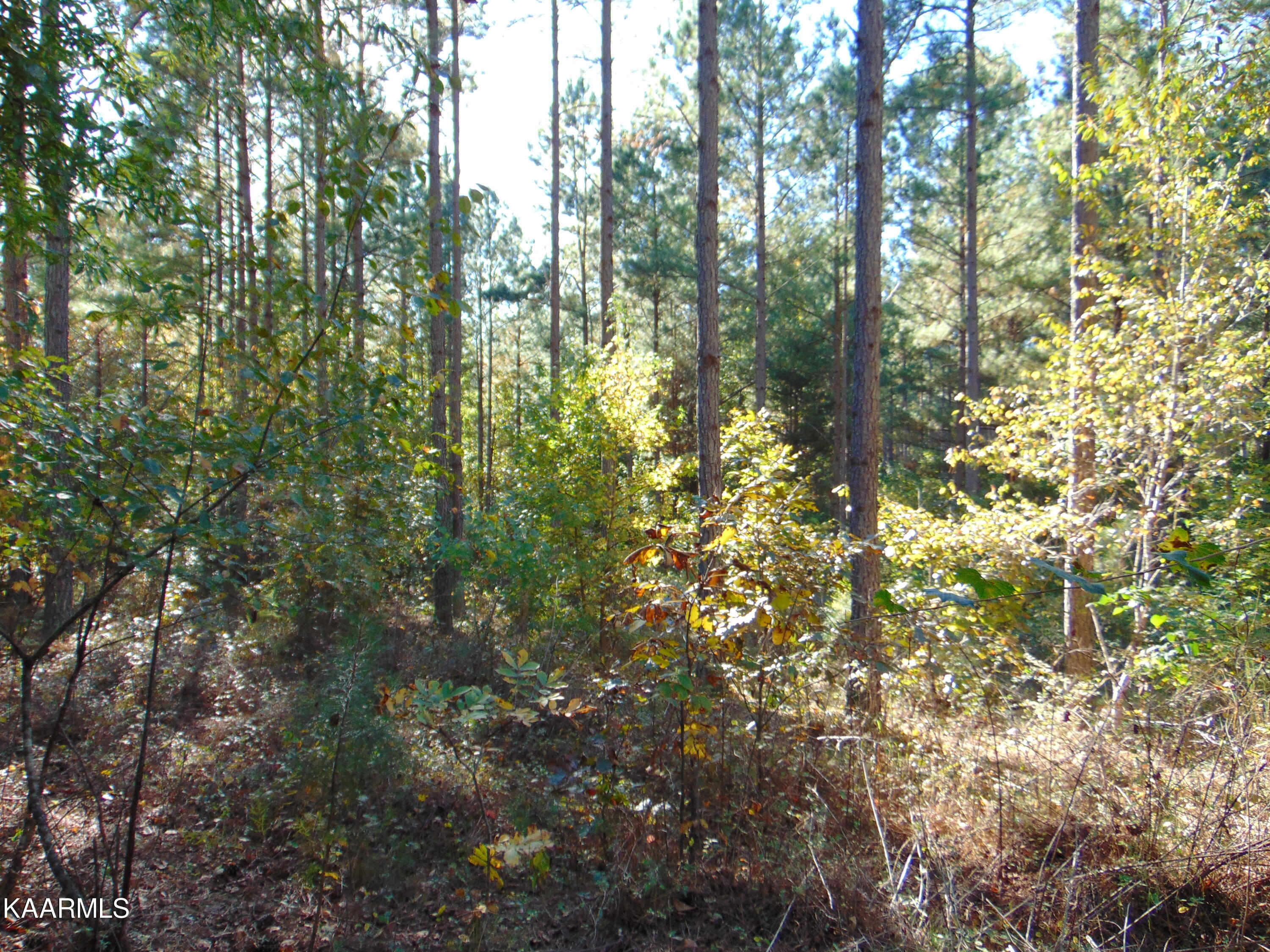 Tract 2-e-3 Tract 2-e-3 Charles Road Decatur, TN 37322 - Photo 7 of 14 DSC01658