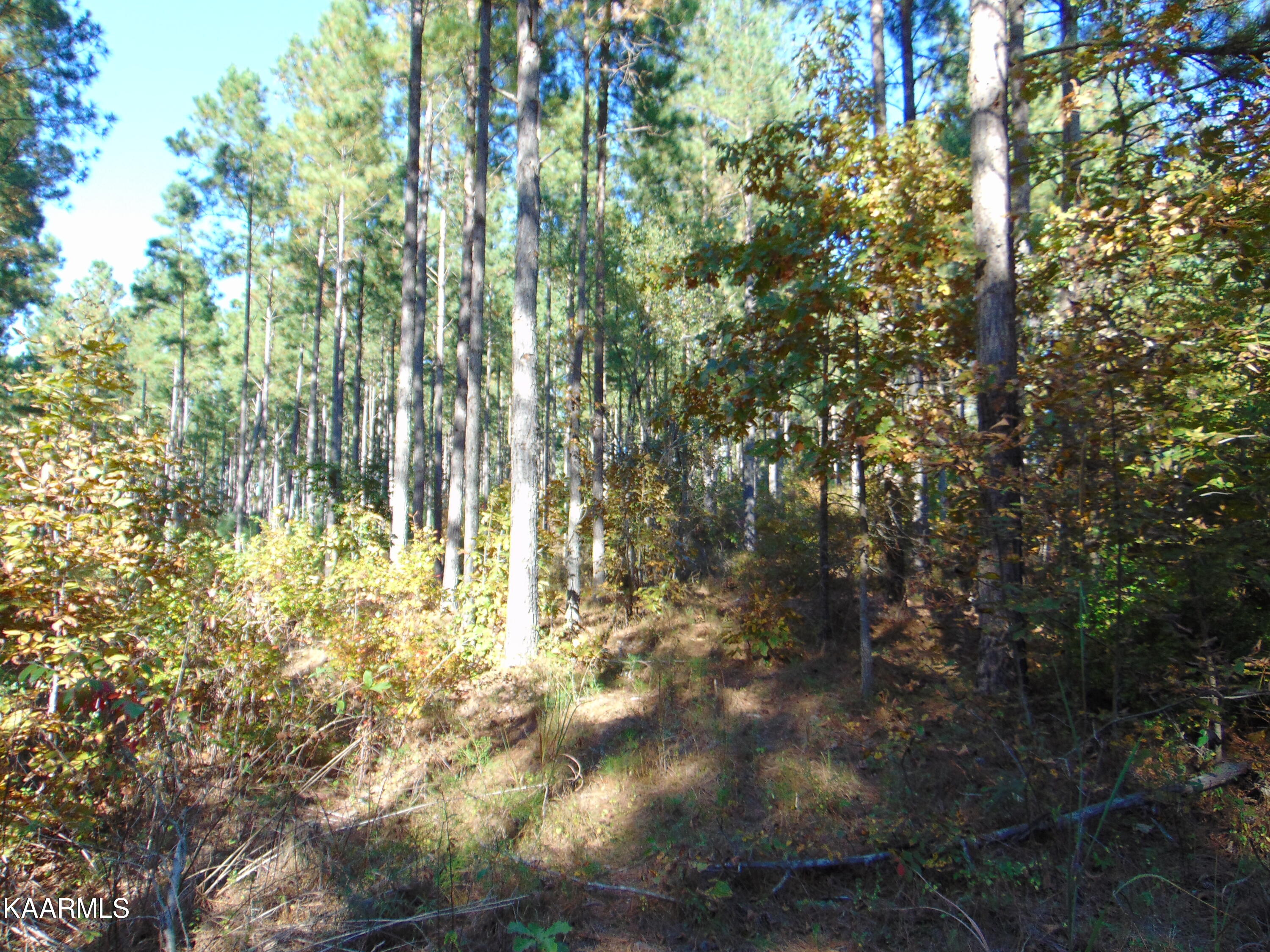 Tract 2-e-3 Tract 2-e-3 Charles Road Decatur, TN 37322 - Photo 8 of 14 DSC01659