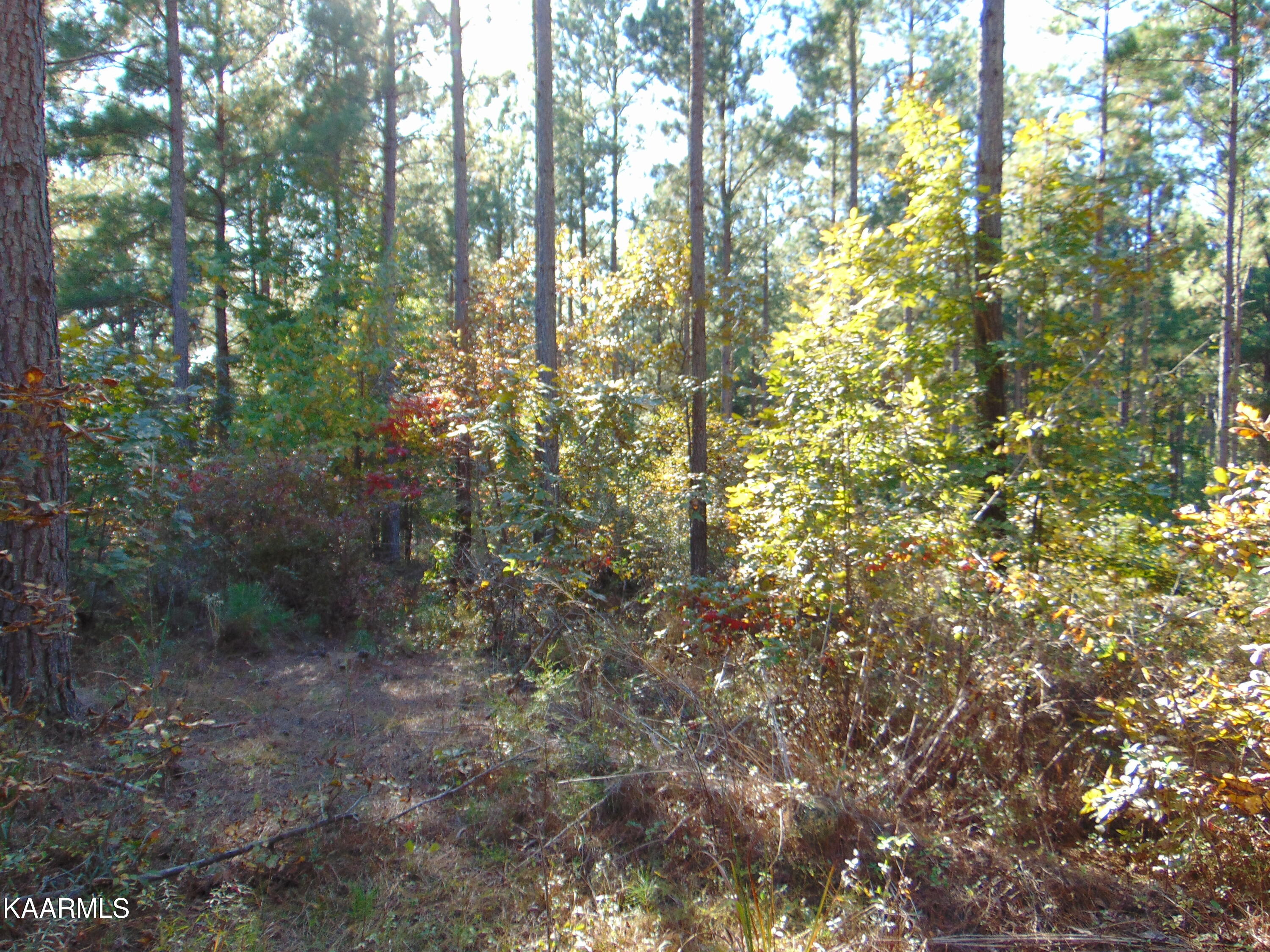 Tract 2-e-3 Tract 2-e-3 Charles Road Decatur, TN 37322 - Photo 9 of 14 DSC01660