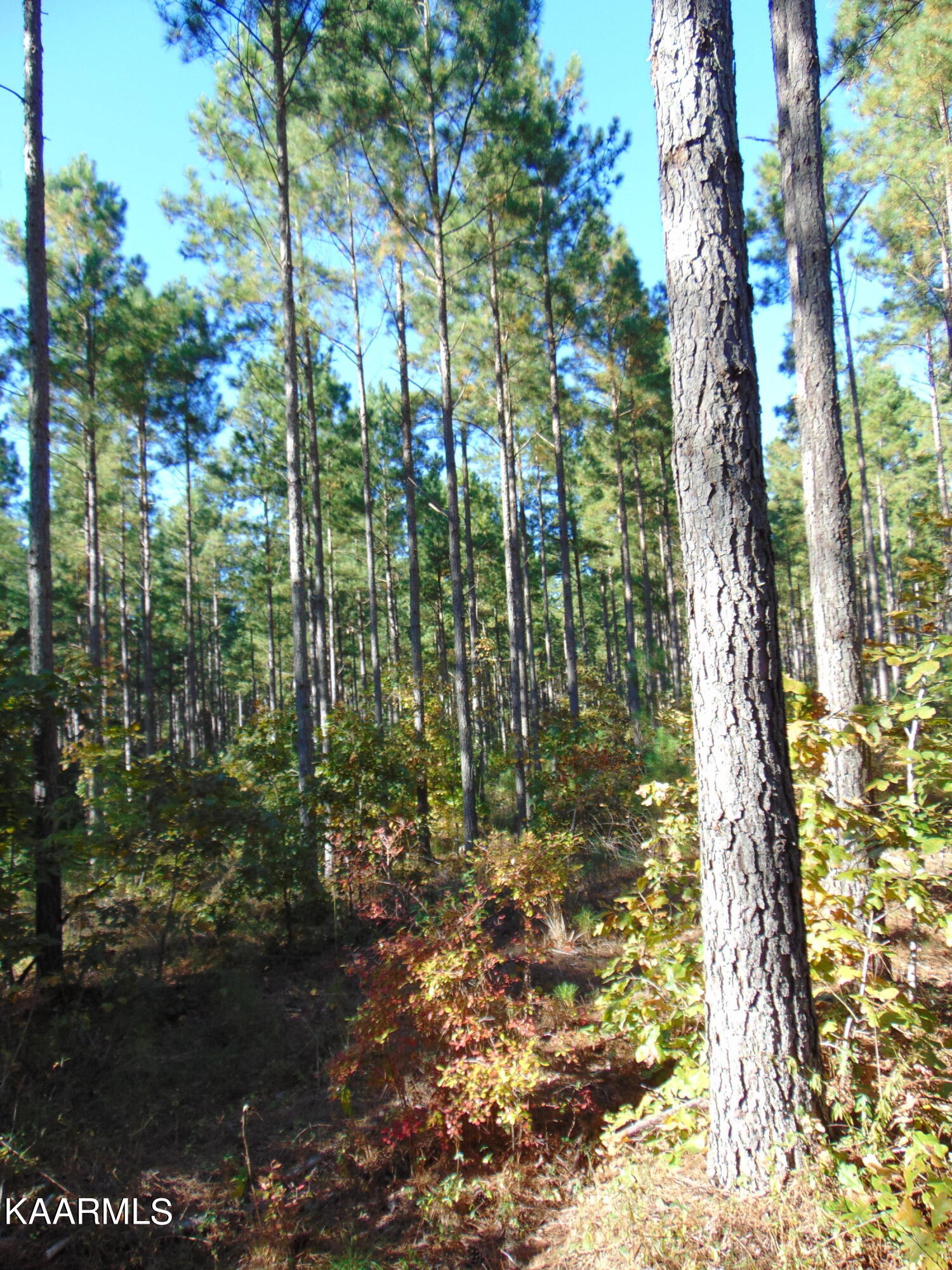 Tract 2-e-3 Tract 2-e-3 Charles Road Decatur, TN 37322 - Photo 10 of 14 DSC01661