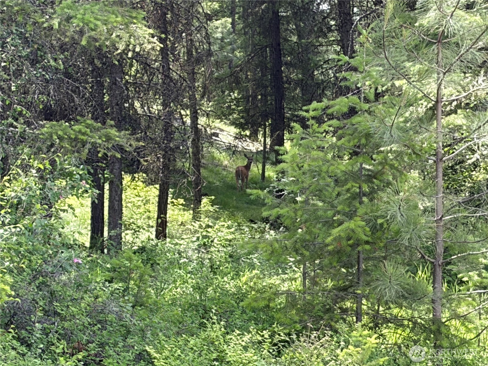 33 Outback Road Oroville, WA 98844 - Photo 5 of 26 a plant view in yard
