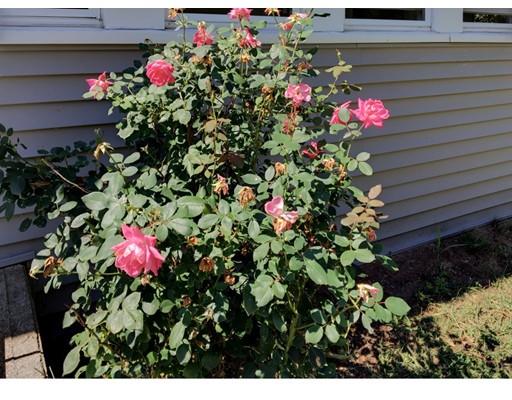 90 Lucerne Road Springfield, MA 01119 - Photo 24 of 24 a view of a flower in a lot of flowers