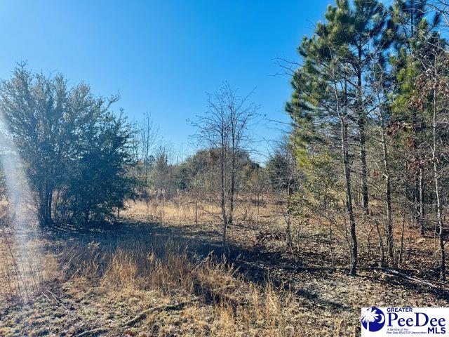 Aaron Temple Church Road Bennettsville, SC 29512 - Photo 2 of 5 Gallery Image 2