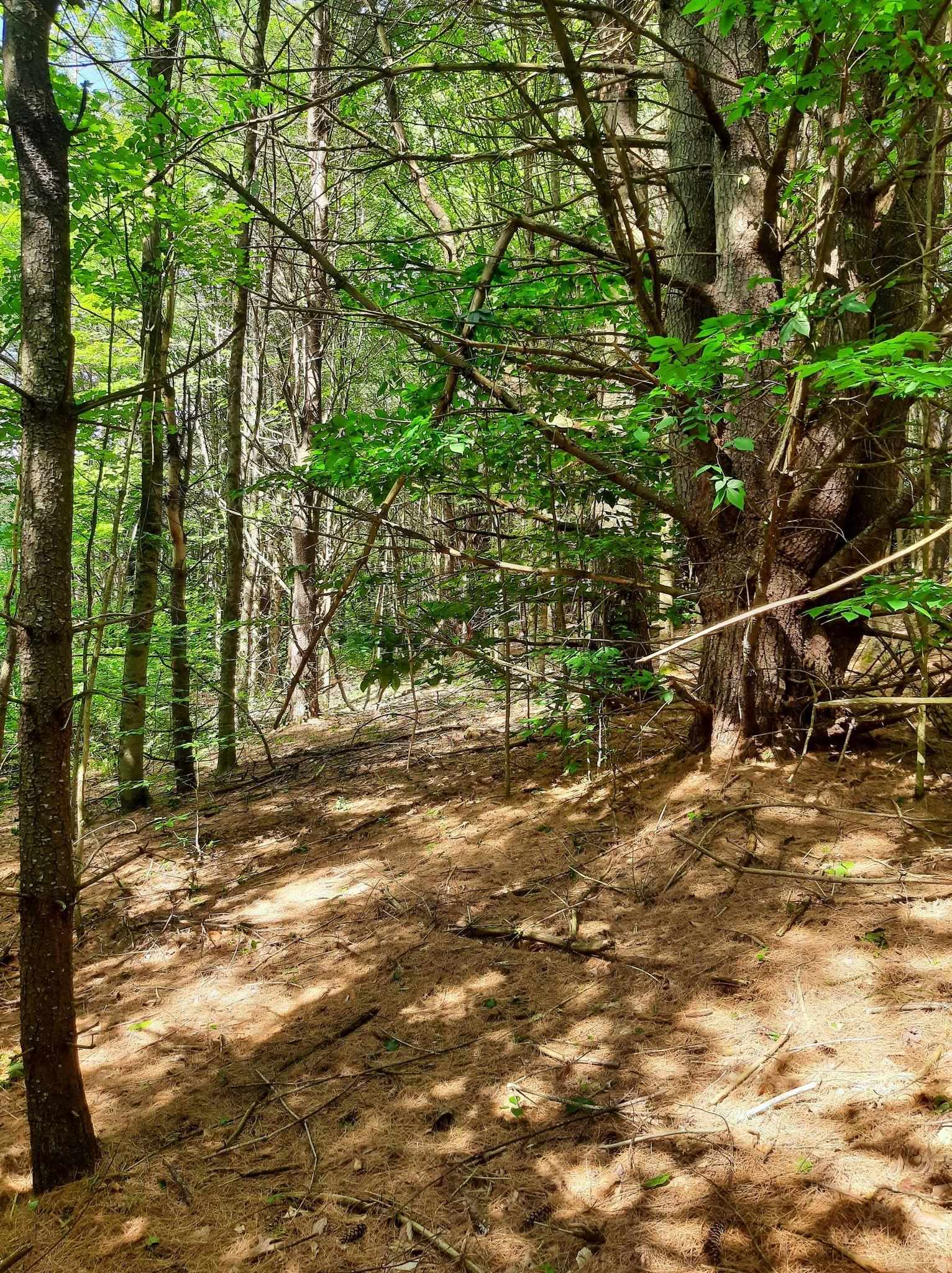 Hill Road Putney, VT 05346 - Photo 2 of 9