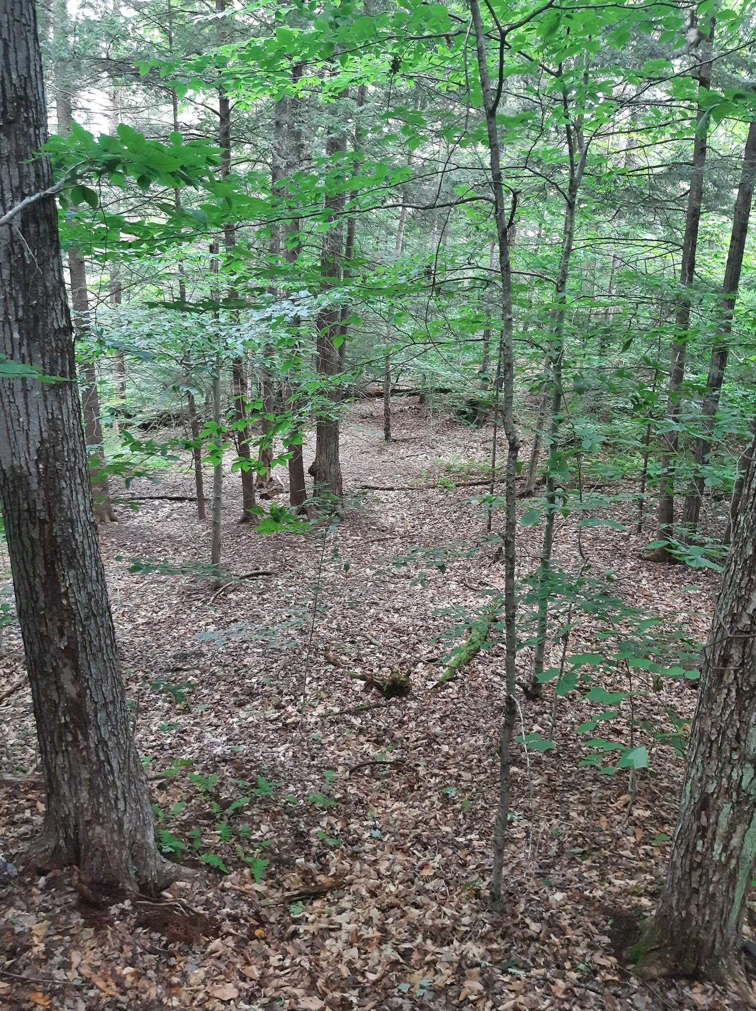 Hill Road Putney, VT 05346 - Photo 6 of 9