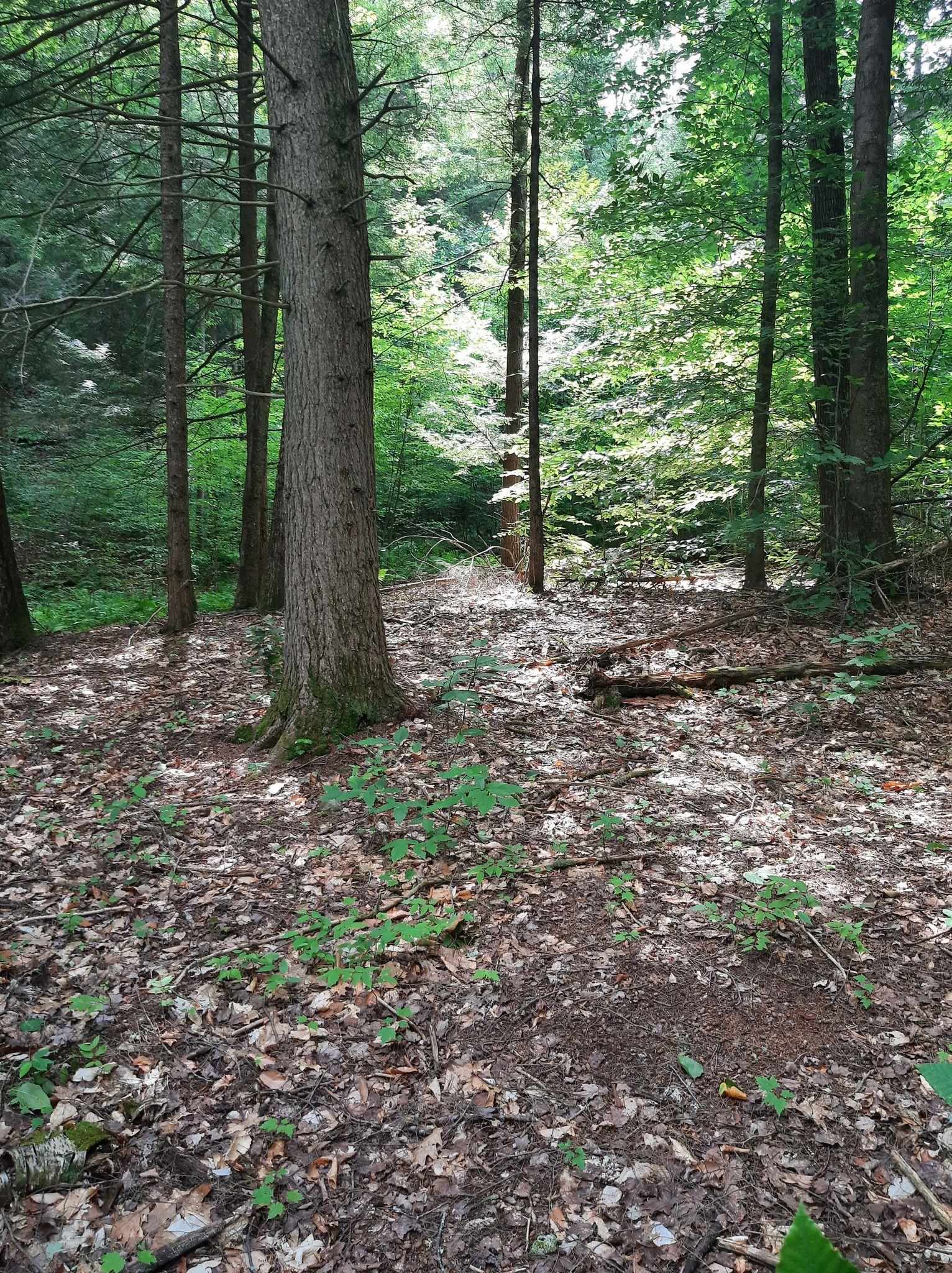 Hill Road Putney, VT 05346 - Photo 7 of 9