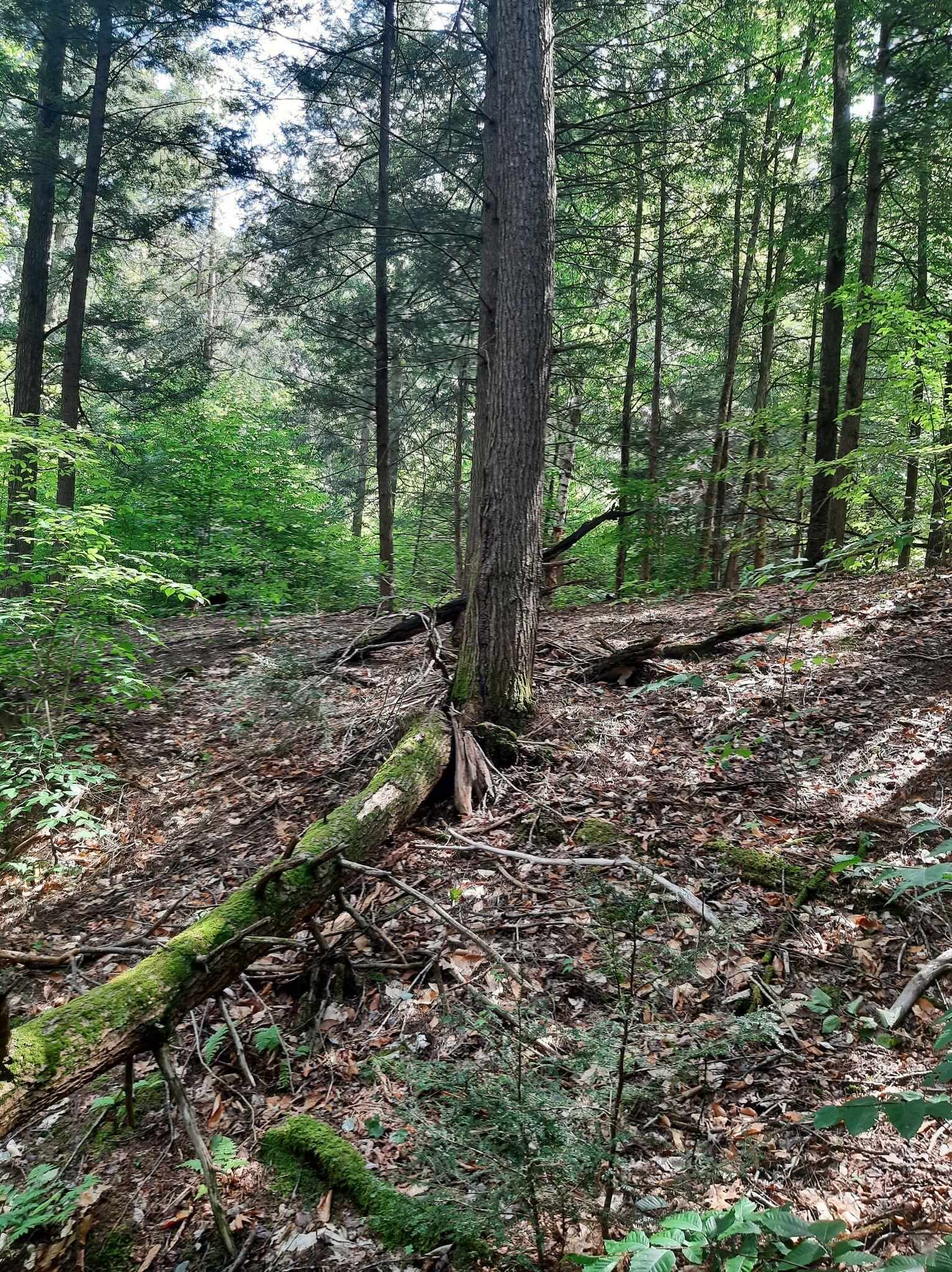 Hill Road Putney, VT 05346 - Photo 8 of 9