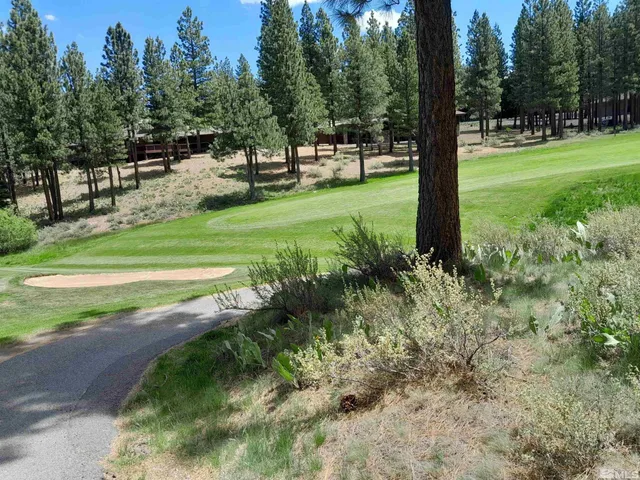a view of a park with a tree