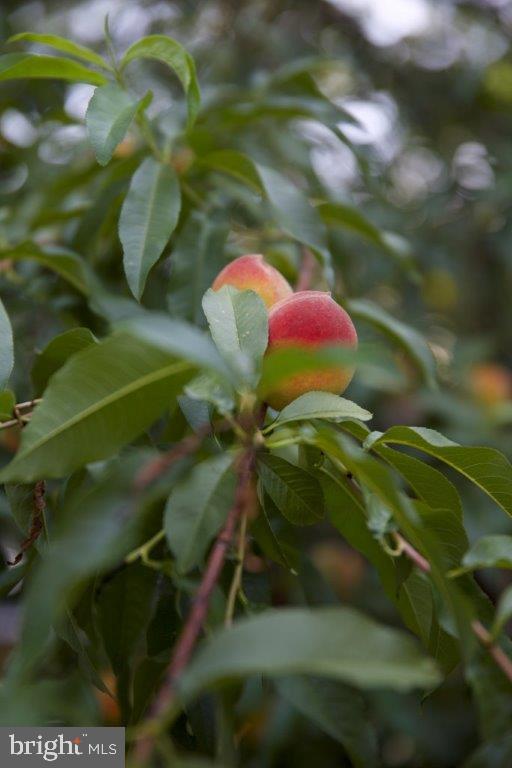 601 East Manoa Road Havertown, PA 19083 - Photo 38 of 39 Peach Tree ; Part of Professionally-Landscaped Lot