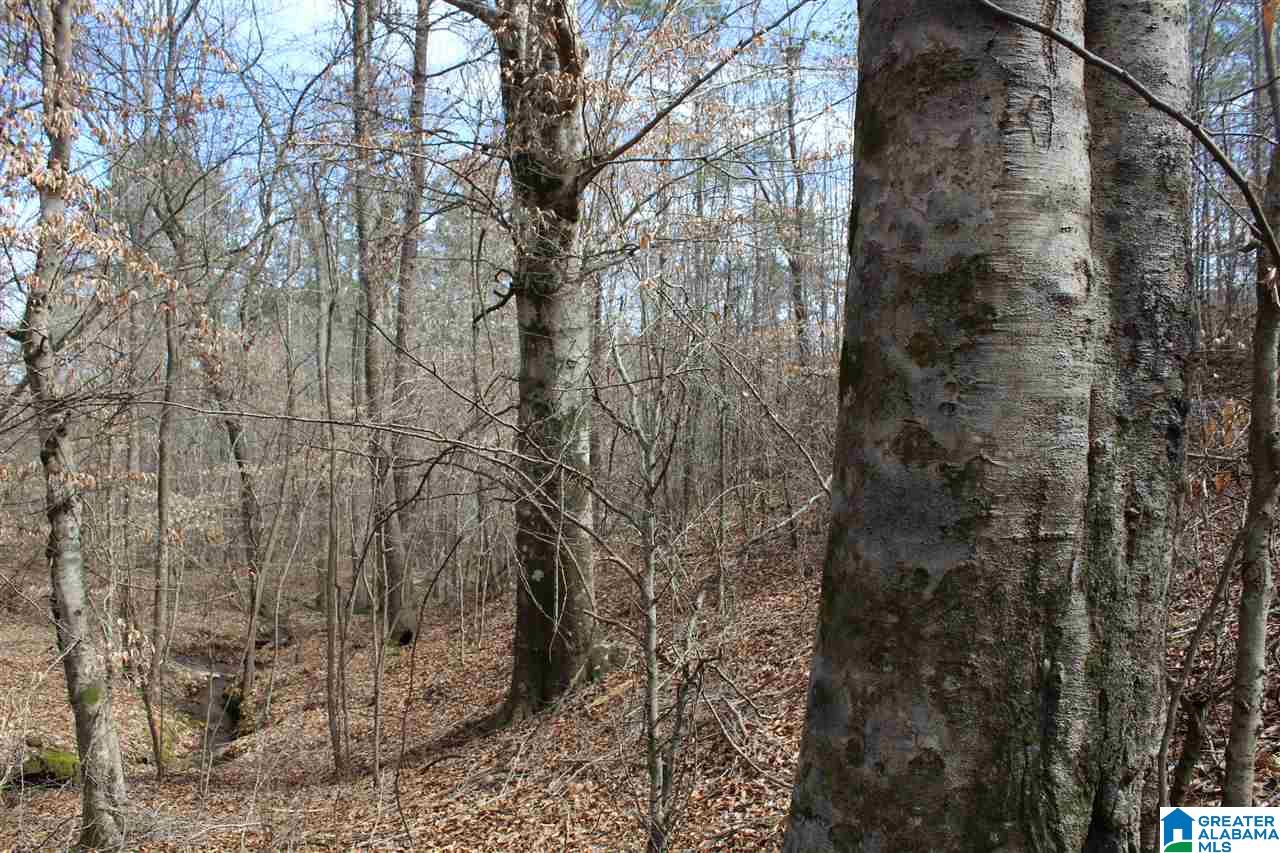 0 County Road 893 Heflin, AL 36264 - Photo 9 of 17