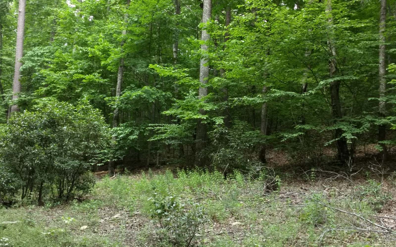 42-44 Willard Mountain Road Blue Ridge, GA 30513 - Photo 1 of 1 a view of a garden