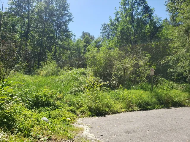 a view of a lush green forest with lawn chairs and plants