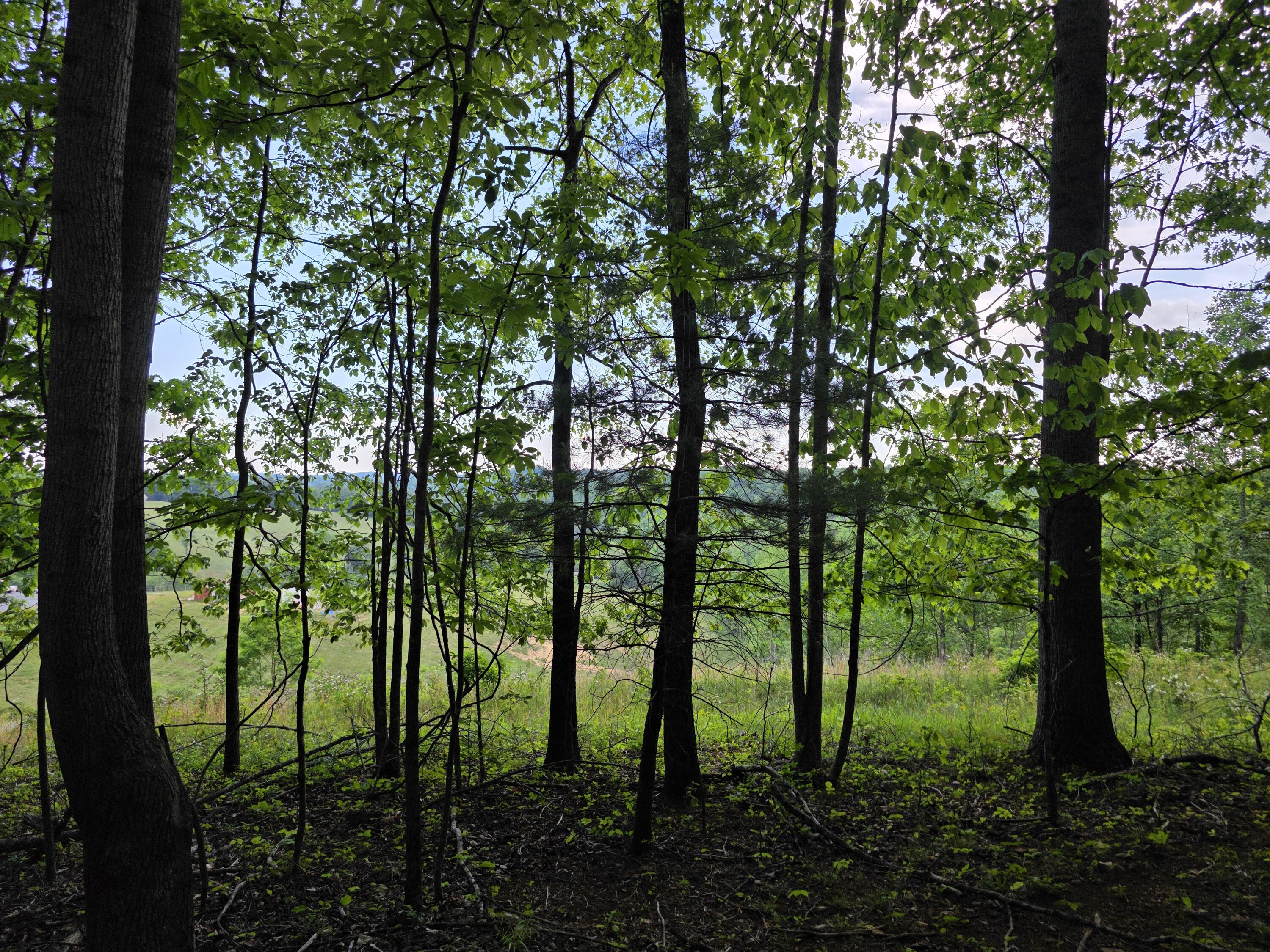 Tbd Bent Nail Road Hillsville, VA 24343 - Photo 13 of 16 a backyard of a house with lots of green space