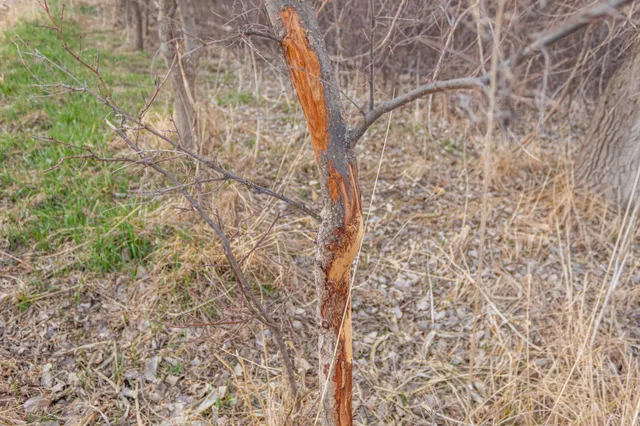 $585,300 | Tbd 170th Street, Madison, MN 56256