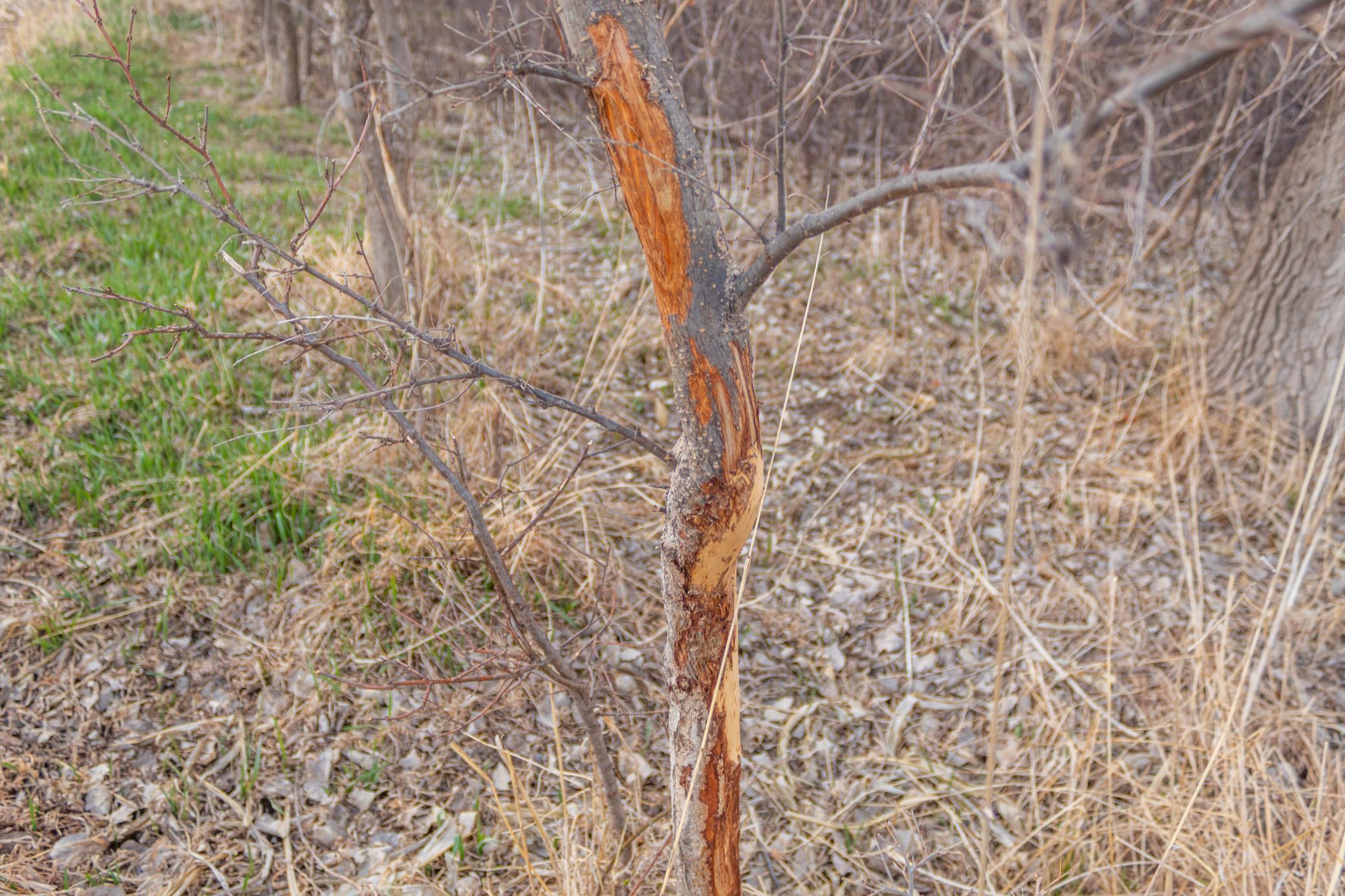 Tbd 170th Street Madison, MN 56256 - Photo 29 of 59
