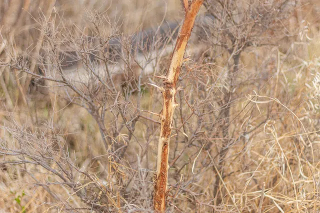 $585,300 | Tbd 170th Street, Madison, MN 56256