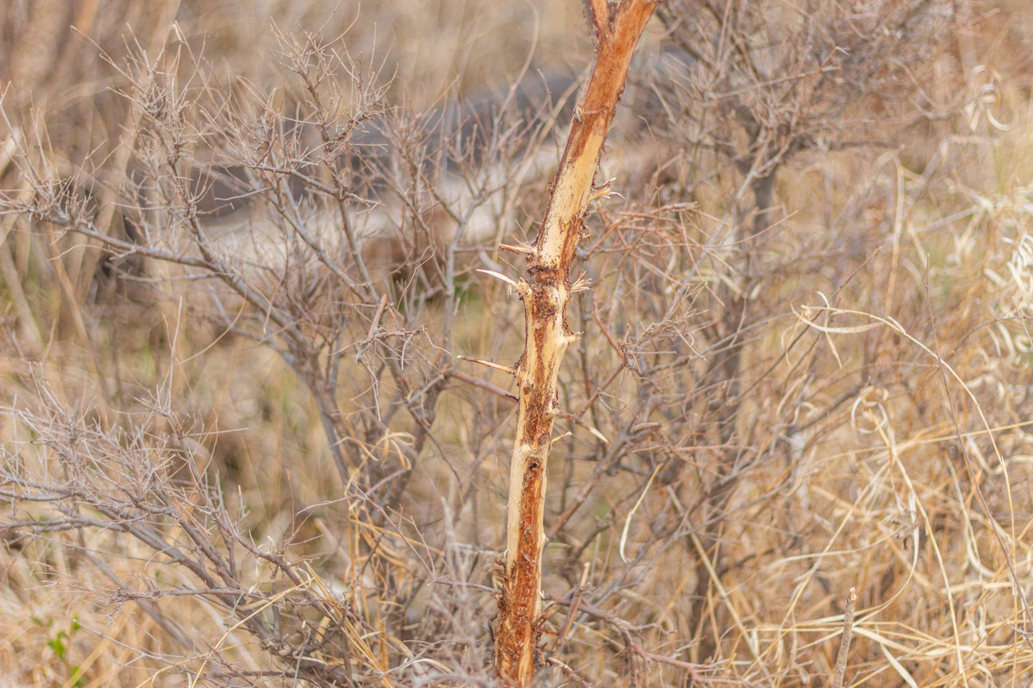 Tbd 170th Street Madison, MN 56256 - Photo 30 of 59