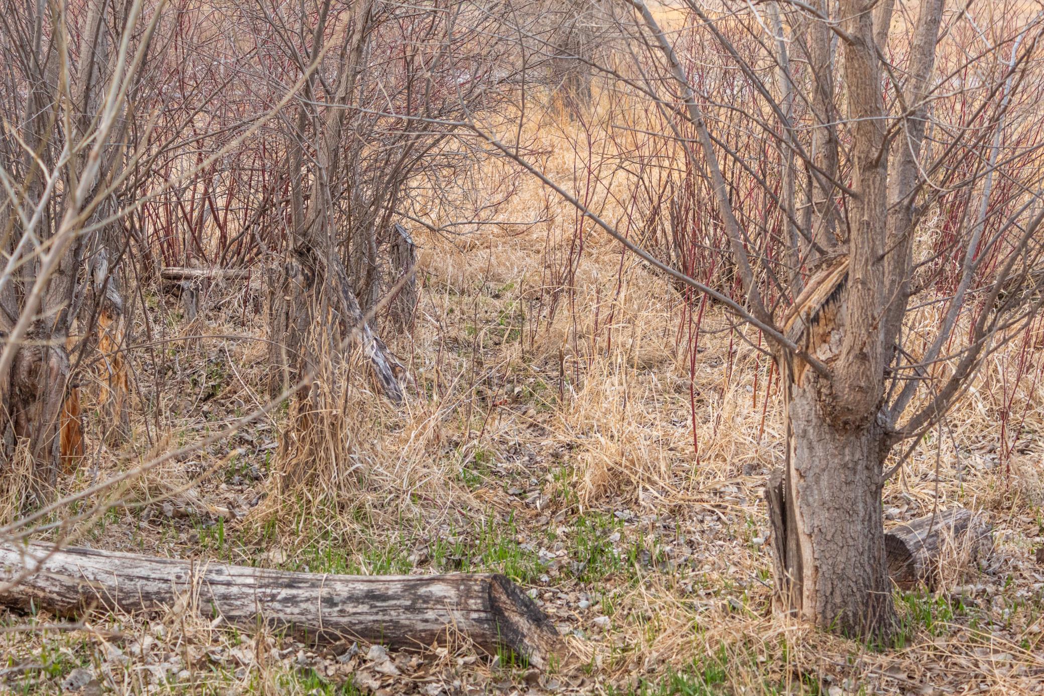 Tbd 170th Street Madison, MN 56256 - Photo 31 of 59