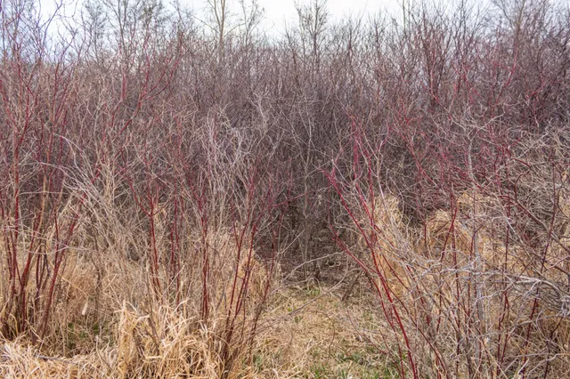 $585,300 | Tbd 170th Street, Madison, MN 56256