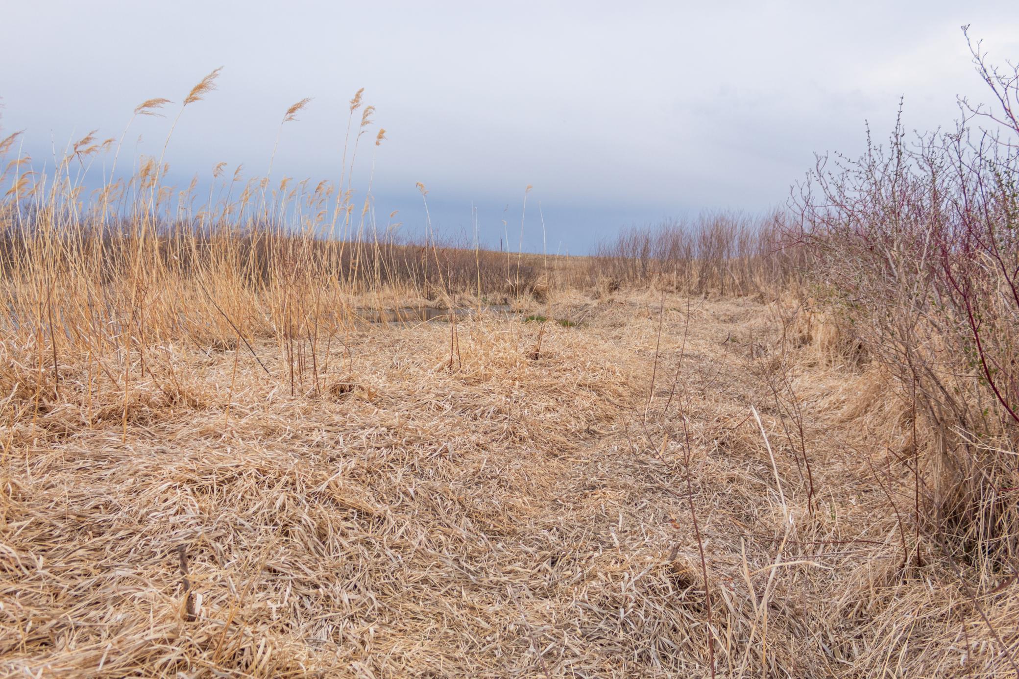 Tbd 170th Street Madison, MN 56256 - Photo 49 of 59