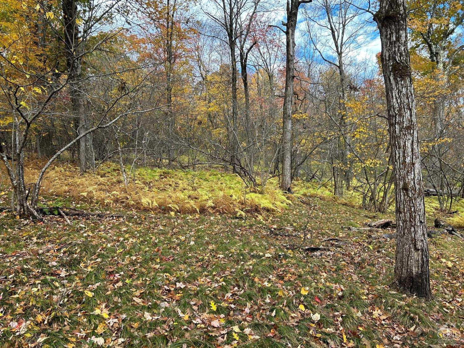 3 West Hill Road Austerlitz, NY 12017 - Photo 19 of 21 a view of a yard with large tree
