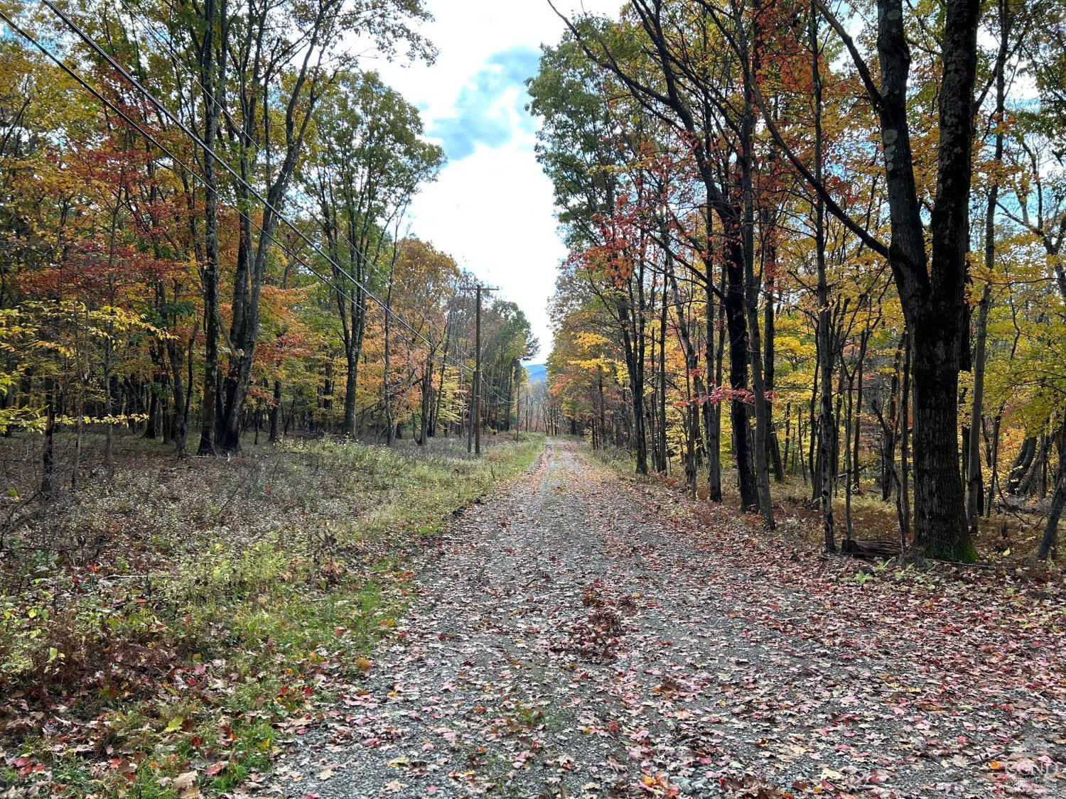 3 West Hill Road Austerlitz, NY 12017 - Photo 7 of 21 a view of a forest with trees in the background