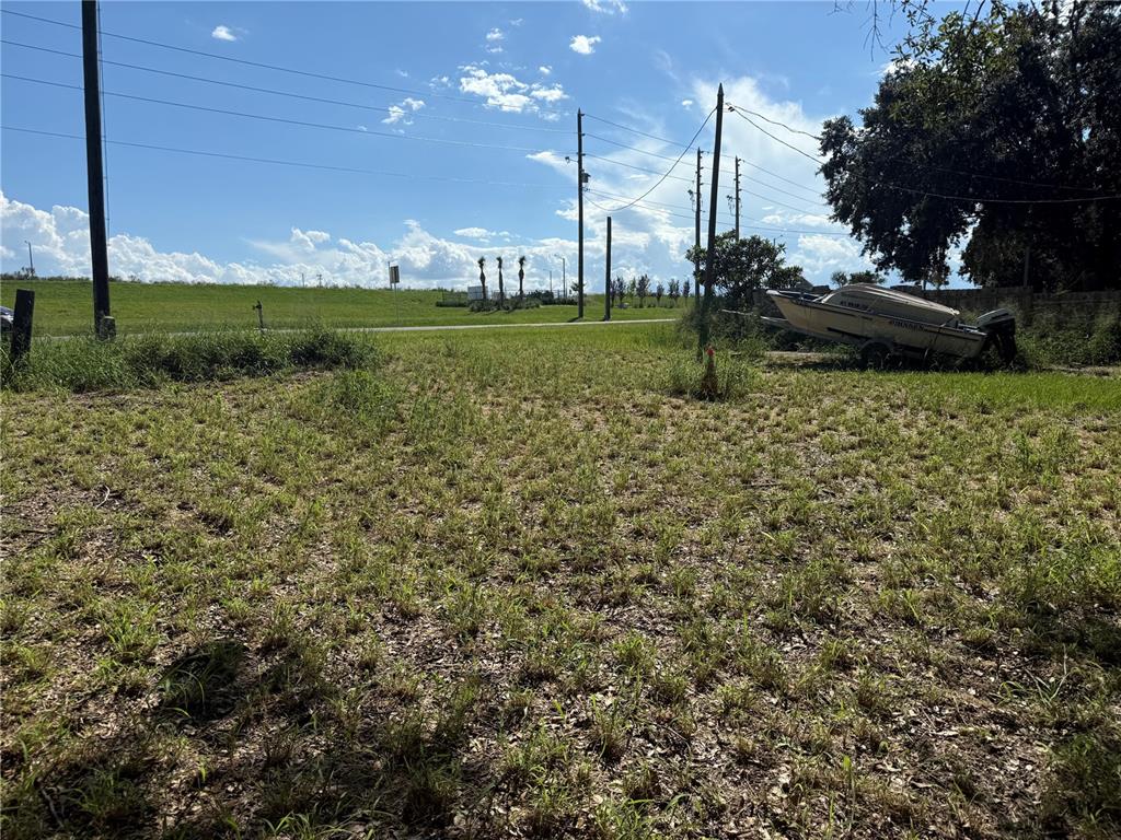 a view of a garden with a tree