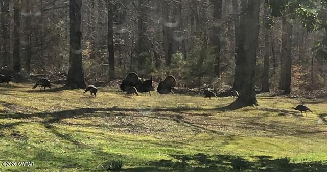 681 Swan Johnson Road Darden, TN 38328 - Photo 49 of 51 Turkey4