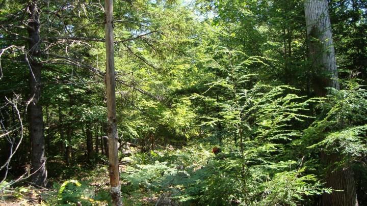 0 Oneil Road Chebeague Island, ME 04017 - Photo 1 of 1 Photo