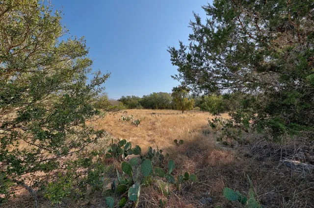 a view of a yard with a tree