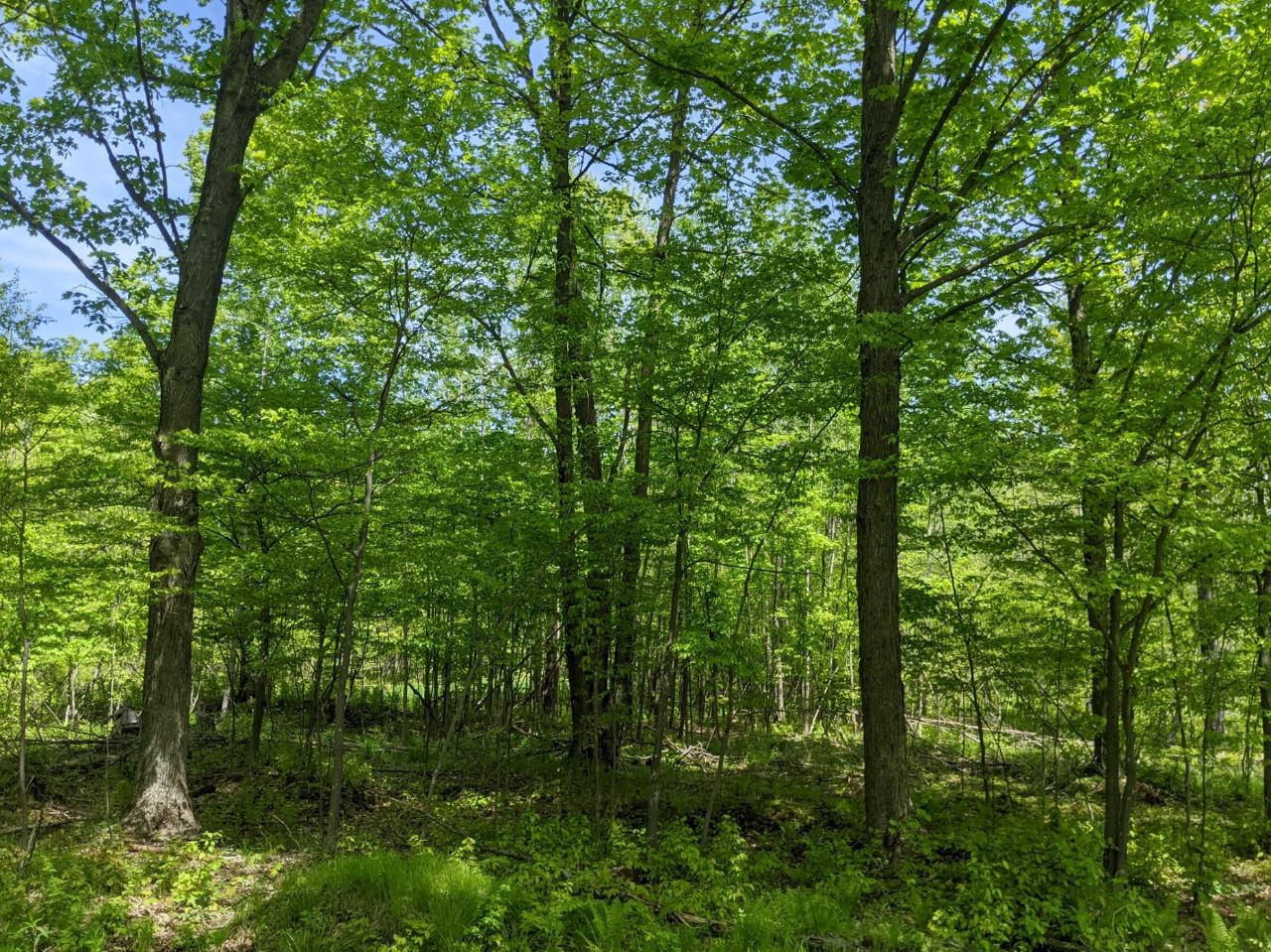 W3068 Wilson Road Glen Flora, WI 54526 - Photo 17 of 61 Gallery Image 17