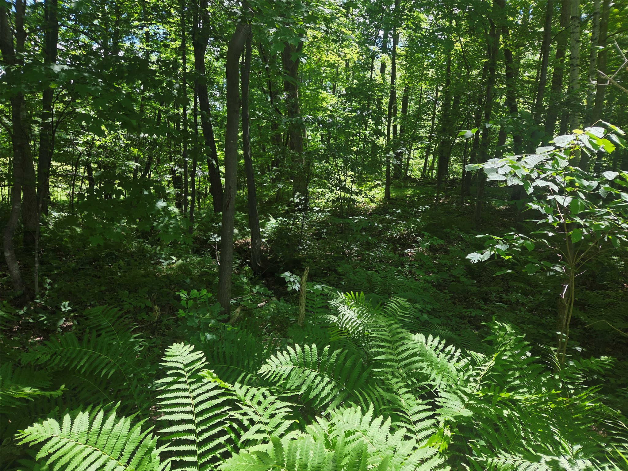 Tbd County Rd G Comstock, WI 54826 - Photo 6 of 19