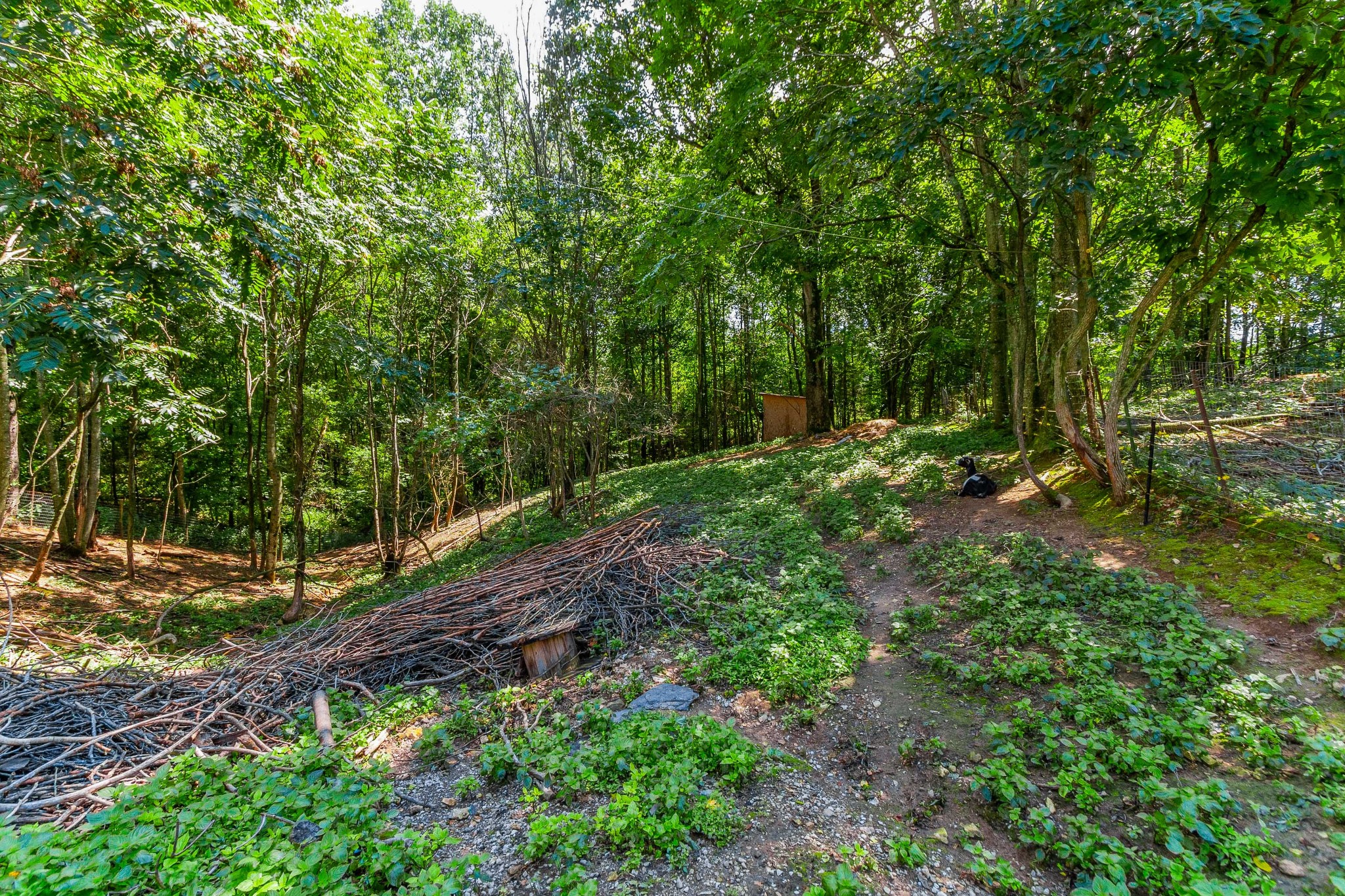 1940 Austin Road Lafayette, TN 37083 - Photo 38 of 41 a backyard of a house with lots of green space