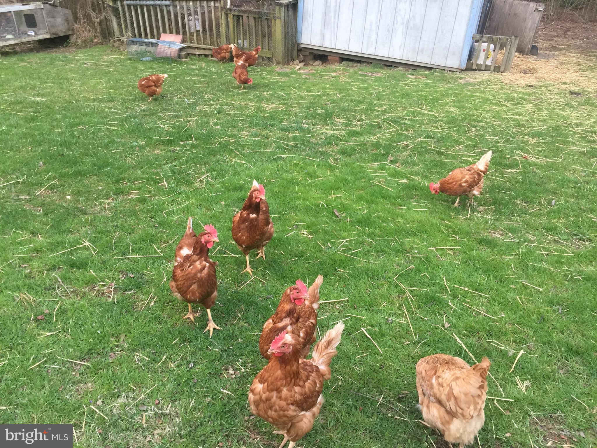 2150 Brown Road Finksburg, MD 21048 - Photo 36 of 81 Fresh Eggs? Chickens are Optional