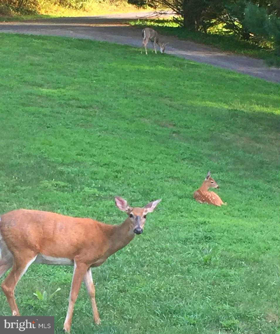 2150 Brown Road Finksburg, MD 21048 - Photo 61 of 81 Wild Life Everywhere